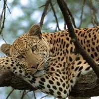 Антон Шишенко