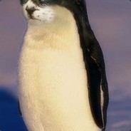 Пингвин