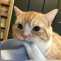 Артём Калайда