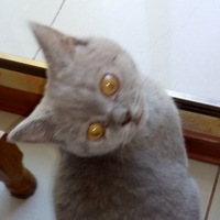 Николай Селихов