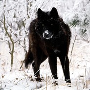 ™Black Fox™