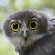 Ице Сириос Мэн