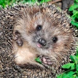 Лев Ковалёв