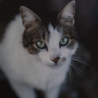 Саша Бондаревский