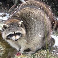 Богдан Волков