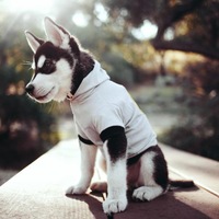 Андрей Мечиев