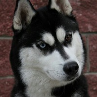 Руслан Муртазаев