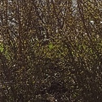 Николай Разумов