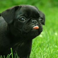 Егор Чугунов