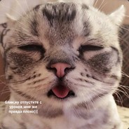 Зажрусь КОТЯТАМИ