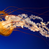 Никита Мазко