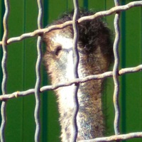 Вова Коровкин