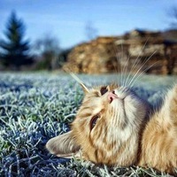 Александр Пушкарев