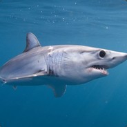 АКУЛЛЛЛЛЛЛЛЛАААА