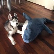 Акула из Икеи