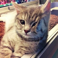 Богдан Кондратов