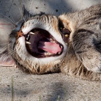 Матвей Хайрулин