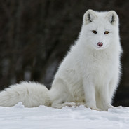 WhiteFox