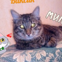 Борис Гаврилов