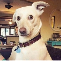 дианасамаяклас1