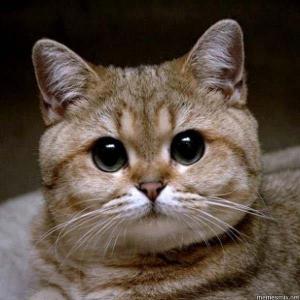 Введите логин