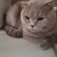 Билал Котов