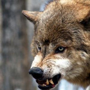 Александр Билош