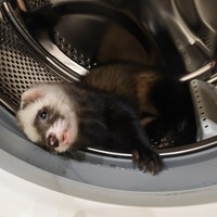 Вадим Шерин