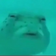 Чокнутый обеме