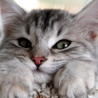 Максим Шишкин