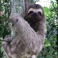 Тимофей Сосновский