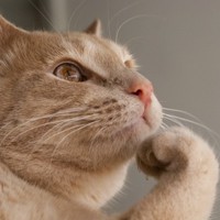 Александр Кокорин