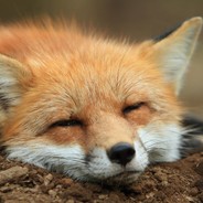 хитрый лис ( u w u)