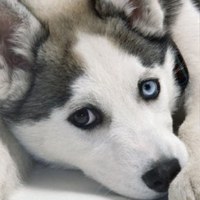 Михаил Тресков