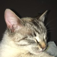 Саша Жигулов