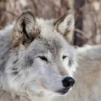 Никита Саркисян