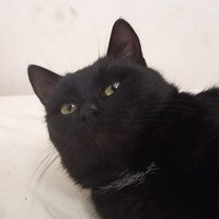 Ромкахот Ромкахотов