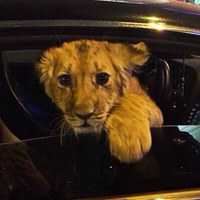 Евгений Горкун