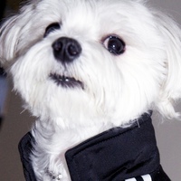 Артём Медведев(1)