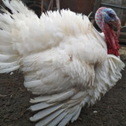 Половая мышь