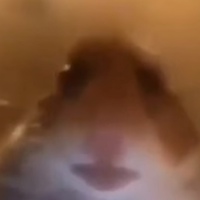 Стёпа Шляев