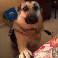 Артемий Берлинов