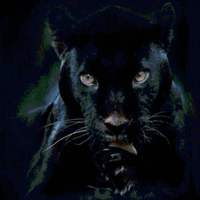 Александр Пашуткин