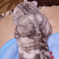 Андрей Проскуряков