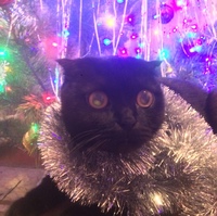 Арсений Кутенков