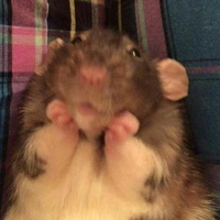 Матвей Мышков