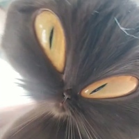 Илья Шкрылёв