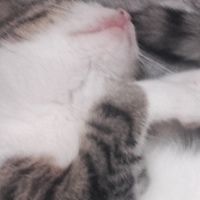 Артём Белобородов