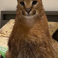 Глеб Бобков