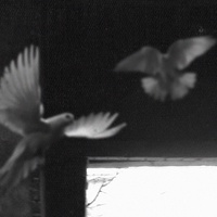 Александр Русских